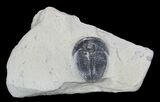 Elrathia Trilobite In Shale - Utah #55192-1